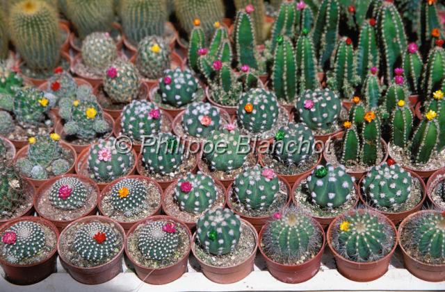 malaisie 17.JPG - Culture de cactusCameron HighlandsPerak, Malaisie